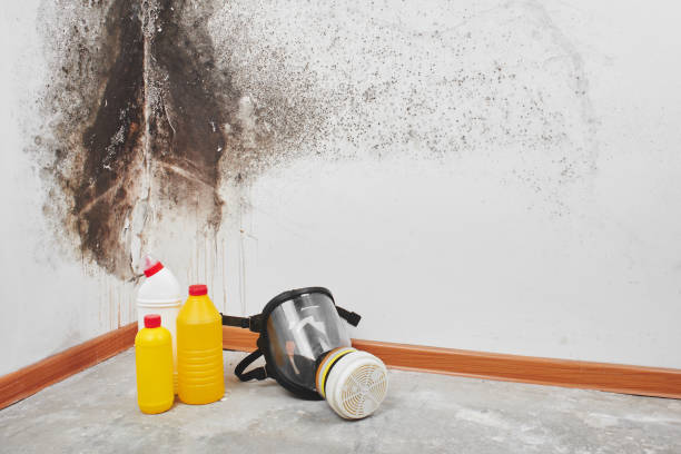 Best Attic Mold Removal  in Oakley, KS