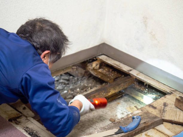 Reliable Oakley, KS Mold Removal Solutions