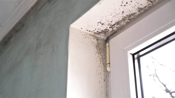 Best Mold Removal Near Me  in Oakley, KS