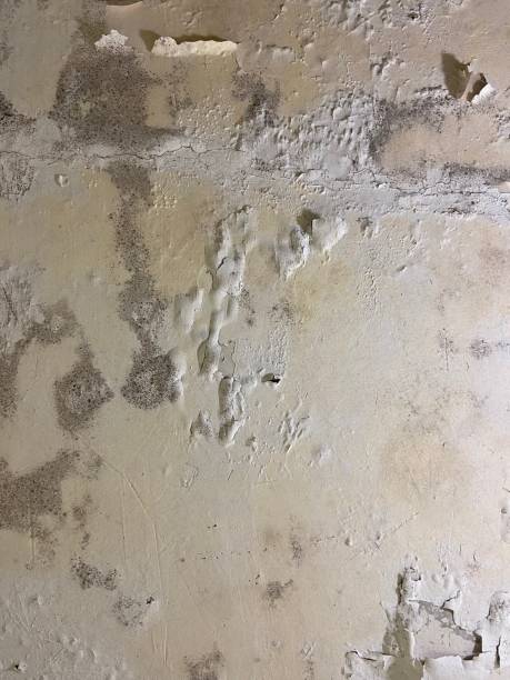 Office Mold Removal Services in Oakley, KS