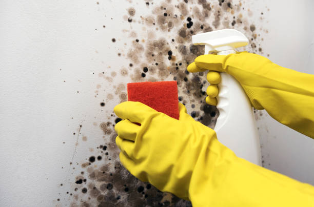 Best Mold Damage Repair  in Oakley, KS