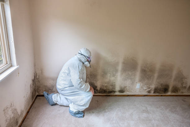 Best Best Mold Removal Companies  in Oakley, KS