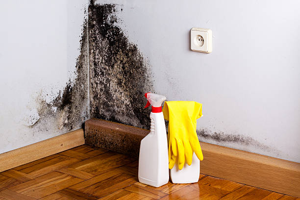 Best Mold Removal Company Near Me  in Oakley, KS
