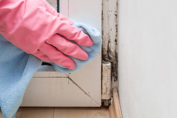 Best Attic Mold Removal  in Oakley, KS