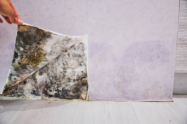 Best Affordable Mold Removal  in Oakley, KS
